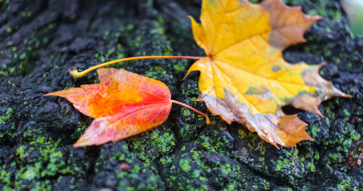 Subtle Light – Week 10/18-10/24