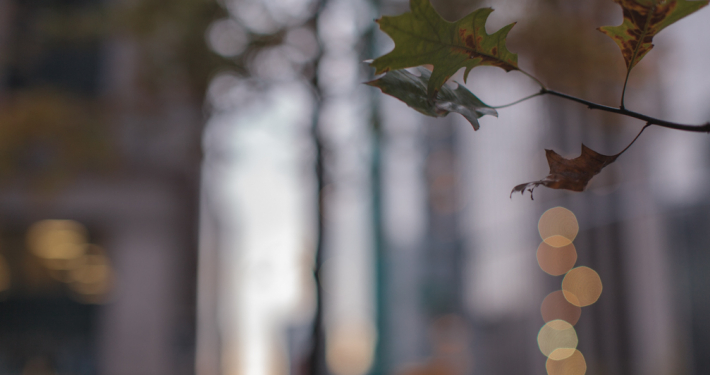 Subtle Light – Week 11/08-11/14