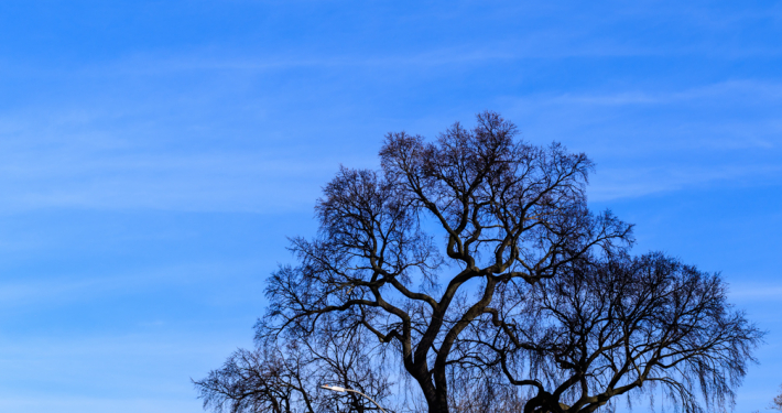 Subtle Light – Week 12/27-01/02